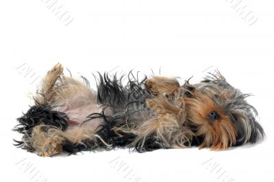 yorkshire terrier