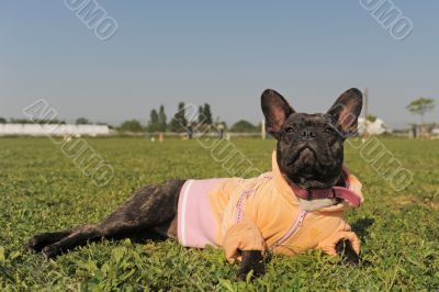 french bulldog in dress