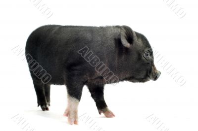 liitle piggy