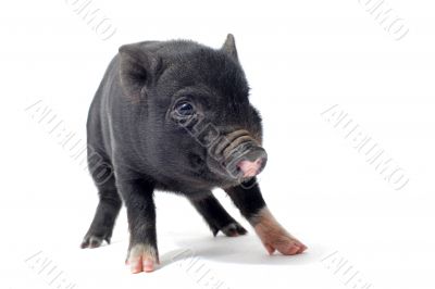 liitle piggy