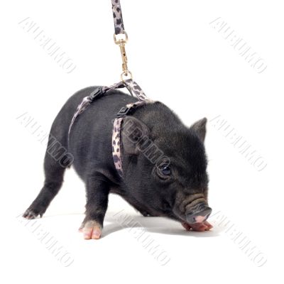liitle piggy