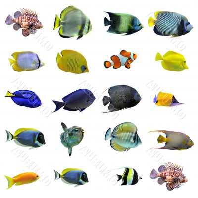 group of fishes