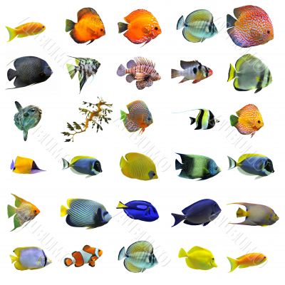 fishes
