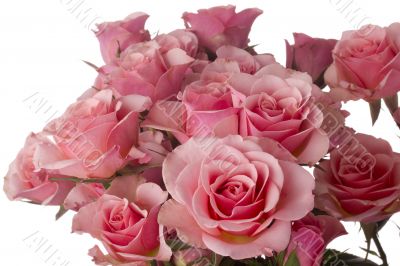 Pink Roses