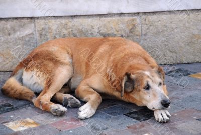 Stray Dog in the Street