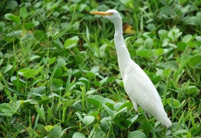 White Egret