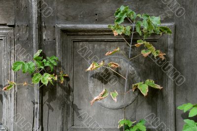 Withering Plant Against Shabby Door Background