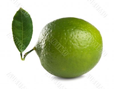 lime