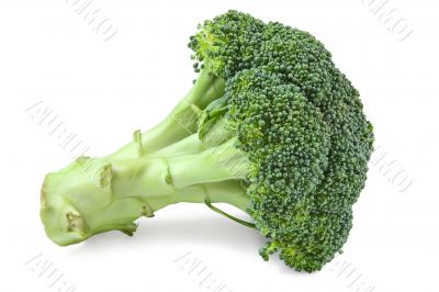  Broccoli