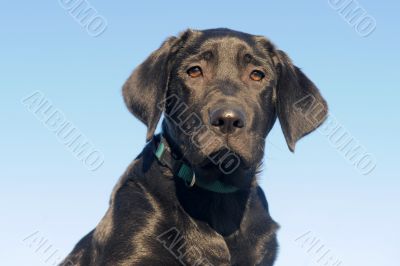 puppy labrador retriever