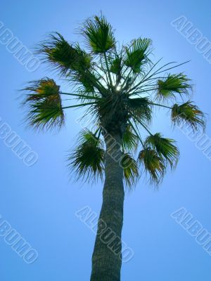 palm, tree, tropical, nature, summer