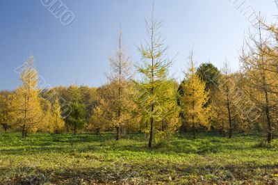 Autumn Fur tree