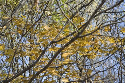 autumn in the park close up