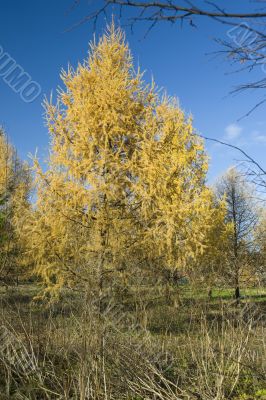 Autumn park Yellow Fur tree