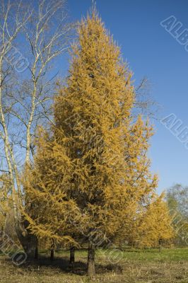 Big Fur tree