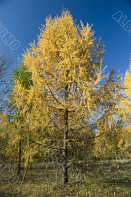 Big Yellow Fur tree