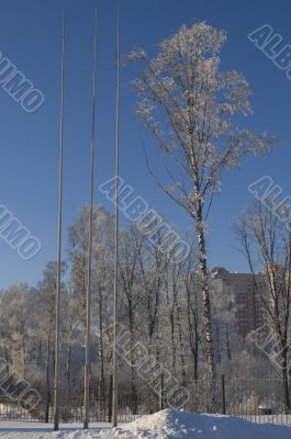 Cold Tree