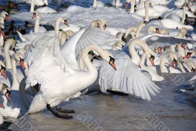White swan 