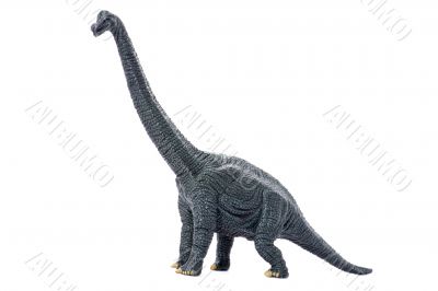 dinosaur on white background