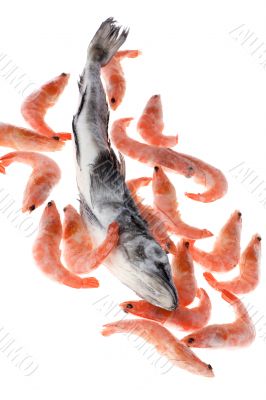 fish and shrimp