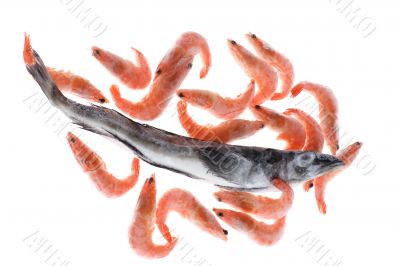 fish and shrimp on white