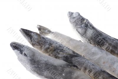fish on ice close up