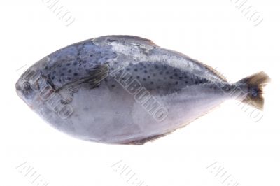 fish on white