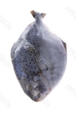 fish on white background