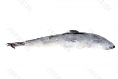 Frozen fish on ice closeup