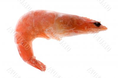 Frozen shrimp