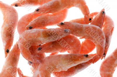 Frozen shrimp closeup