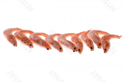 Frozen shrimp isolated on white