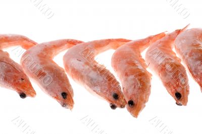 Frozen shrimp on white background