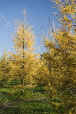 Fur trees in park