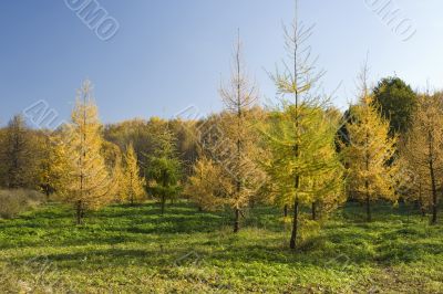 Fur trees in the autumn park