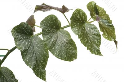 Green house plant closeup