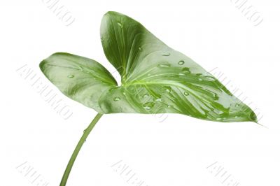 Green house plant close up
