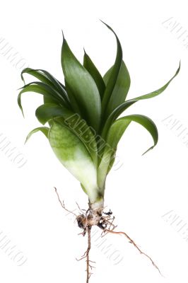 Green house plant