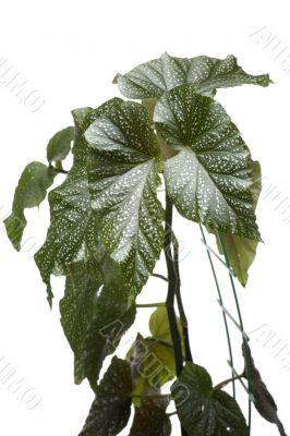Green house plant macro