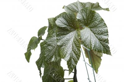 Green house plant on white