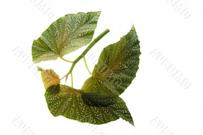 Green leaf