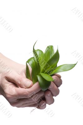 Green plant on hand closeup