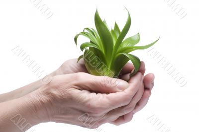 Green plant on hand close up