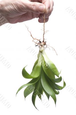 Green plant on hand isolated on white