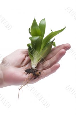 Green plant on hand on white