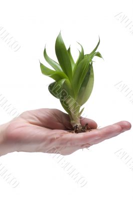Green plant on hand on white background