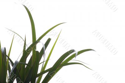 House plant closeup