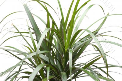 House plant close up
