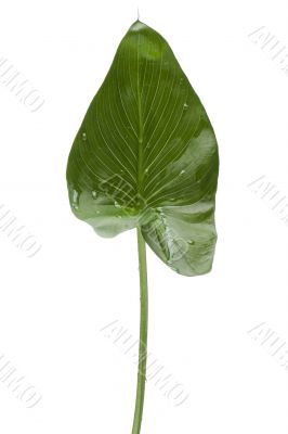 House plant isolated on white