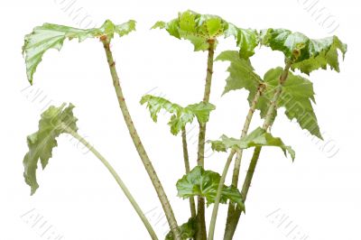 House plant isolated on white